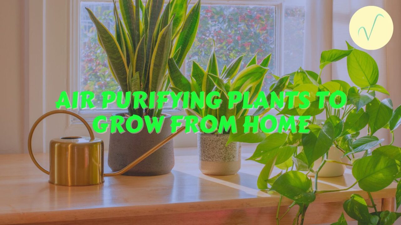air purifying plants to grow from home cover