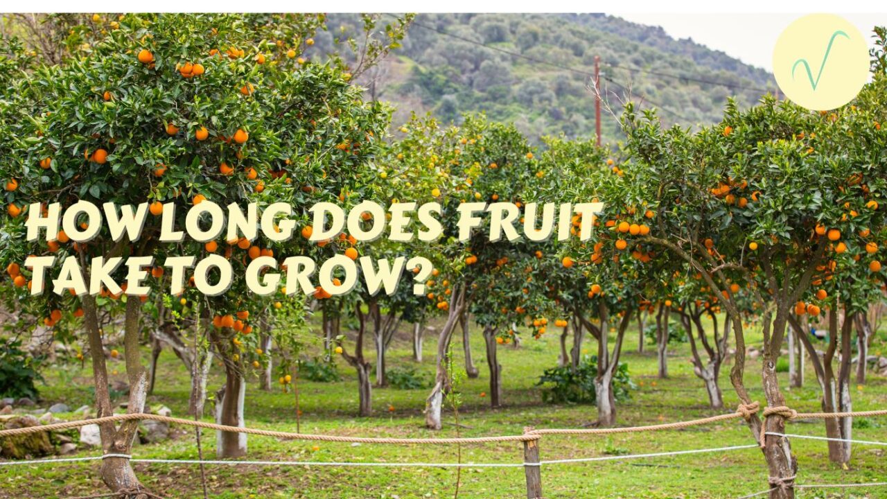 how long does fruit take to grow cover
