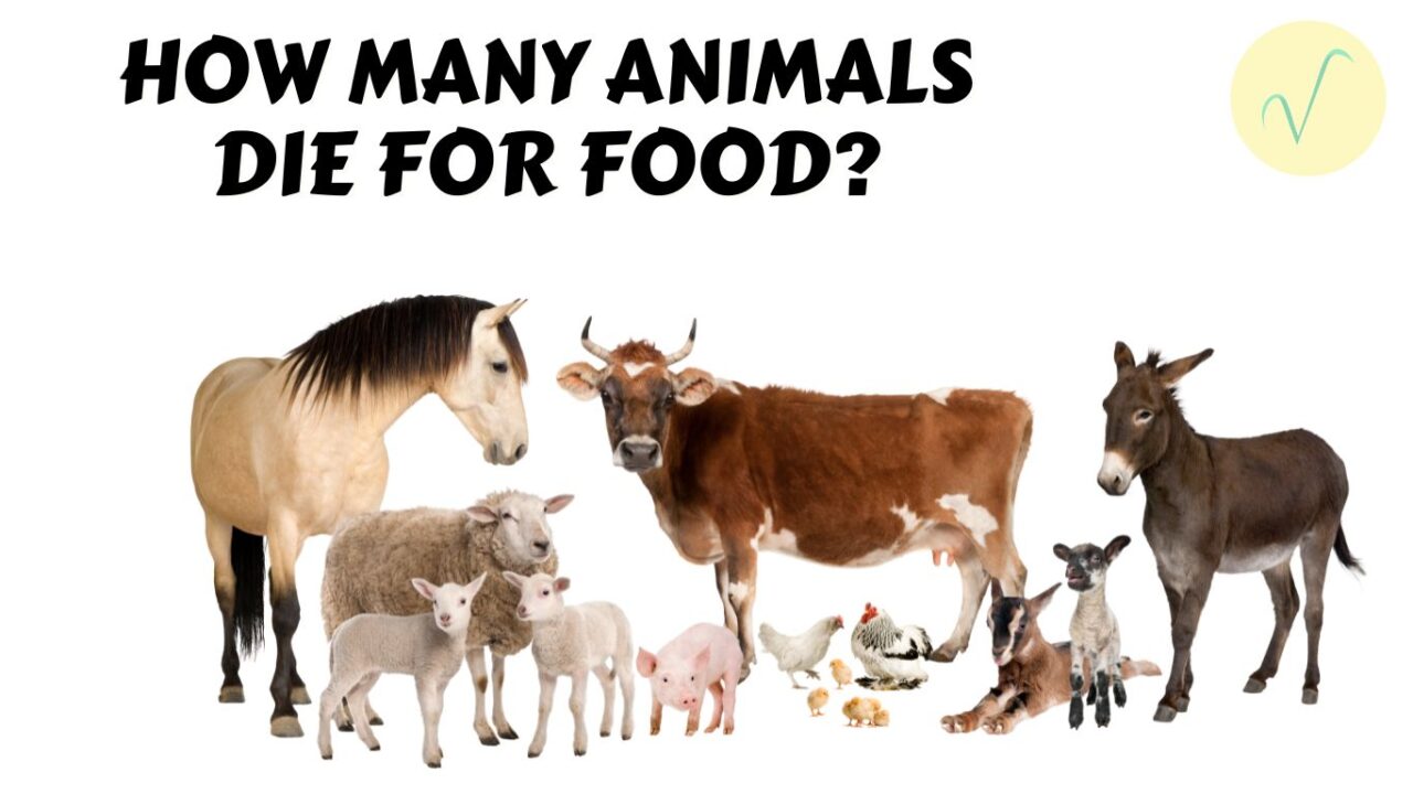 how many animals die for food cover