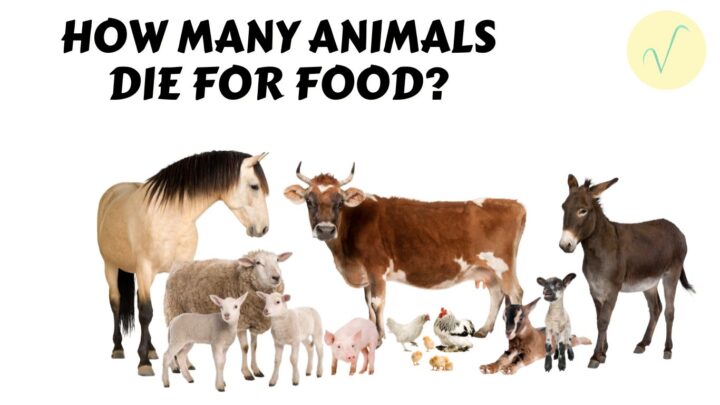 how many animals die for food cover